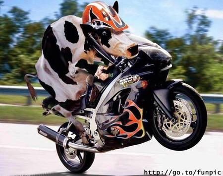  vache spide